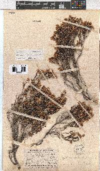 Erica labialis image