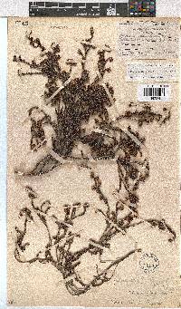 Erica labialis image