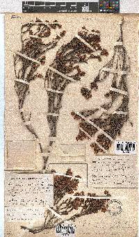 Erica labialis image