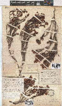 Erica labialis image