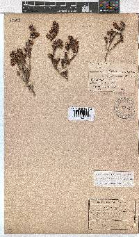 Erica labialis image