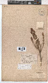 Erica labialis image