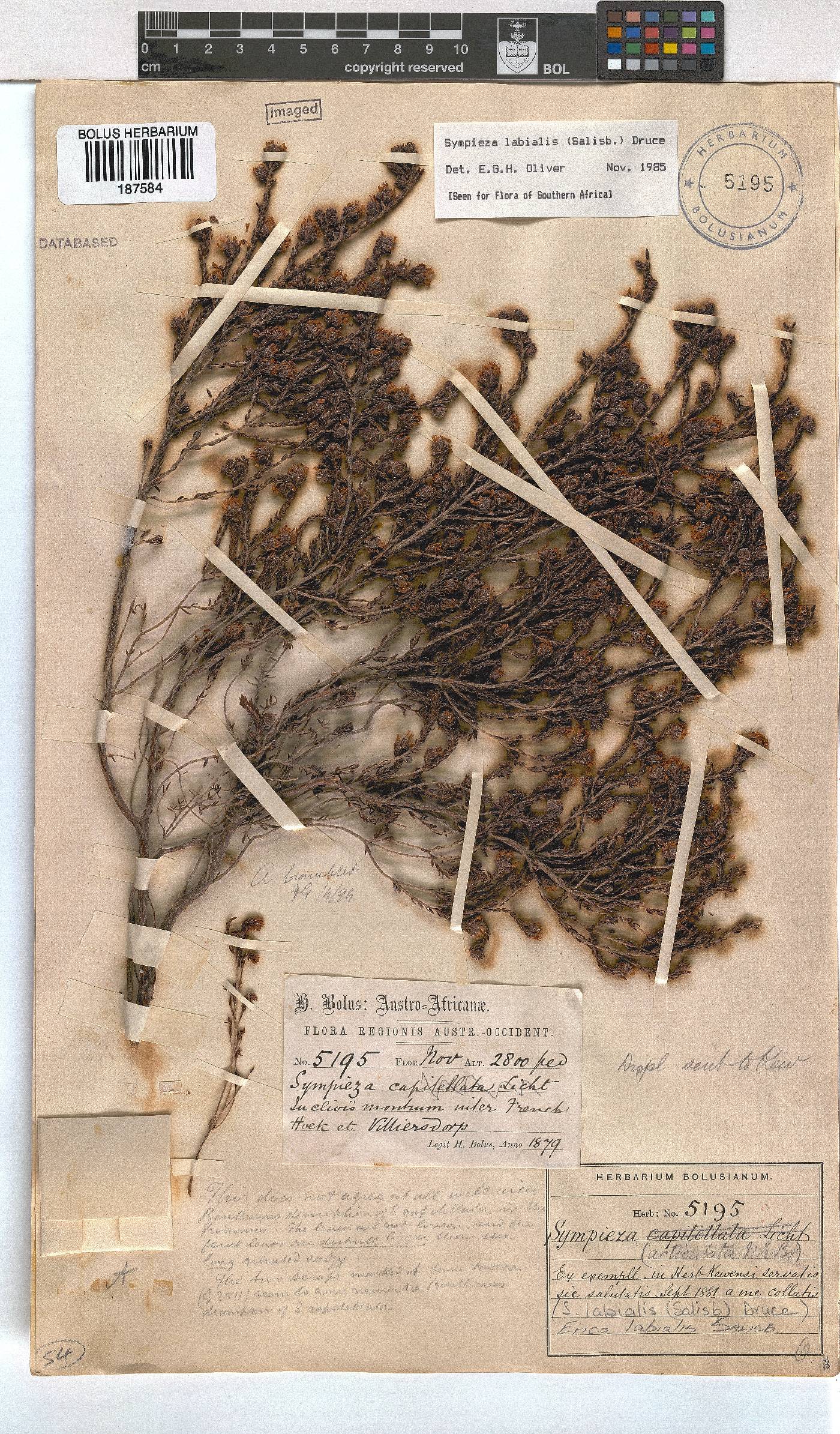 Erica labialis image