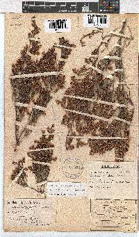 Erica labialis image