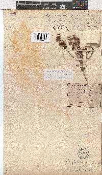 Erica labialis image