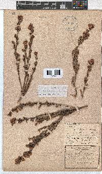 Erica labialis image