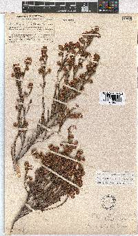 Erica labialis image