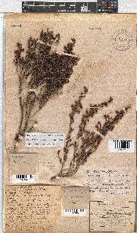 Erica labialis image