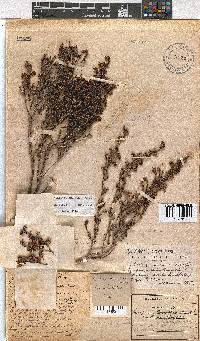 Erica labialis image