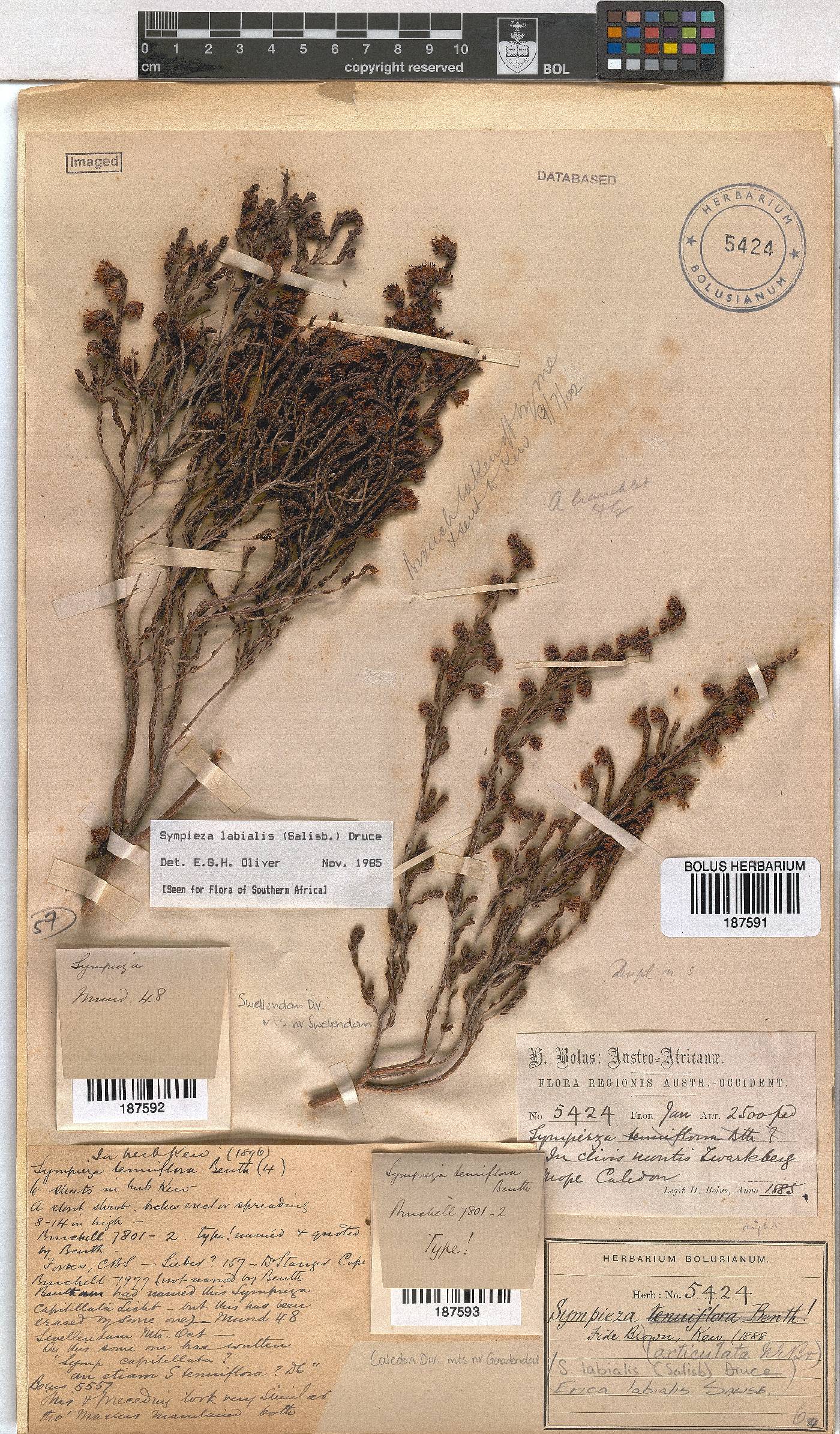 Erica labialis image