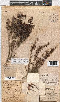 Erica labialis image