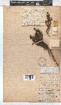 Erica labialis image