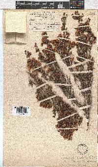 Erica labialis image