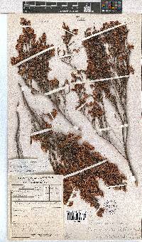 Erica labialis image