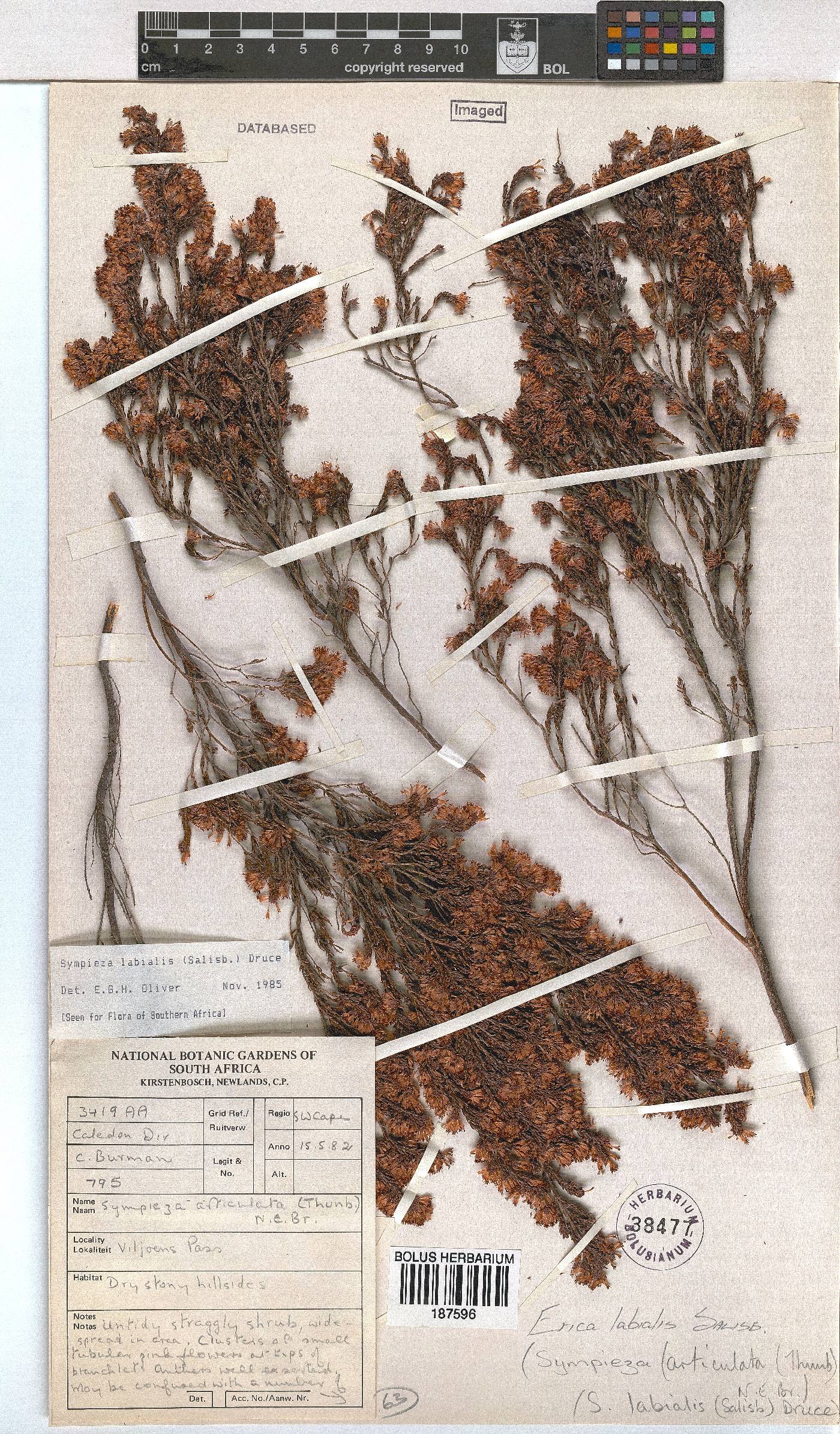 Erica labialis image