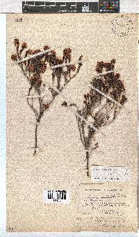 Erica labialis image
