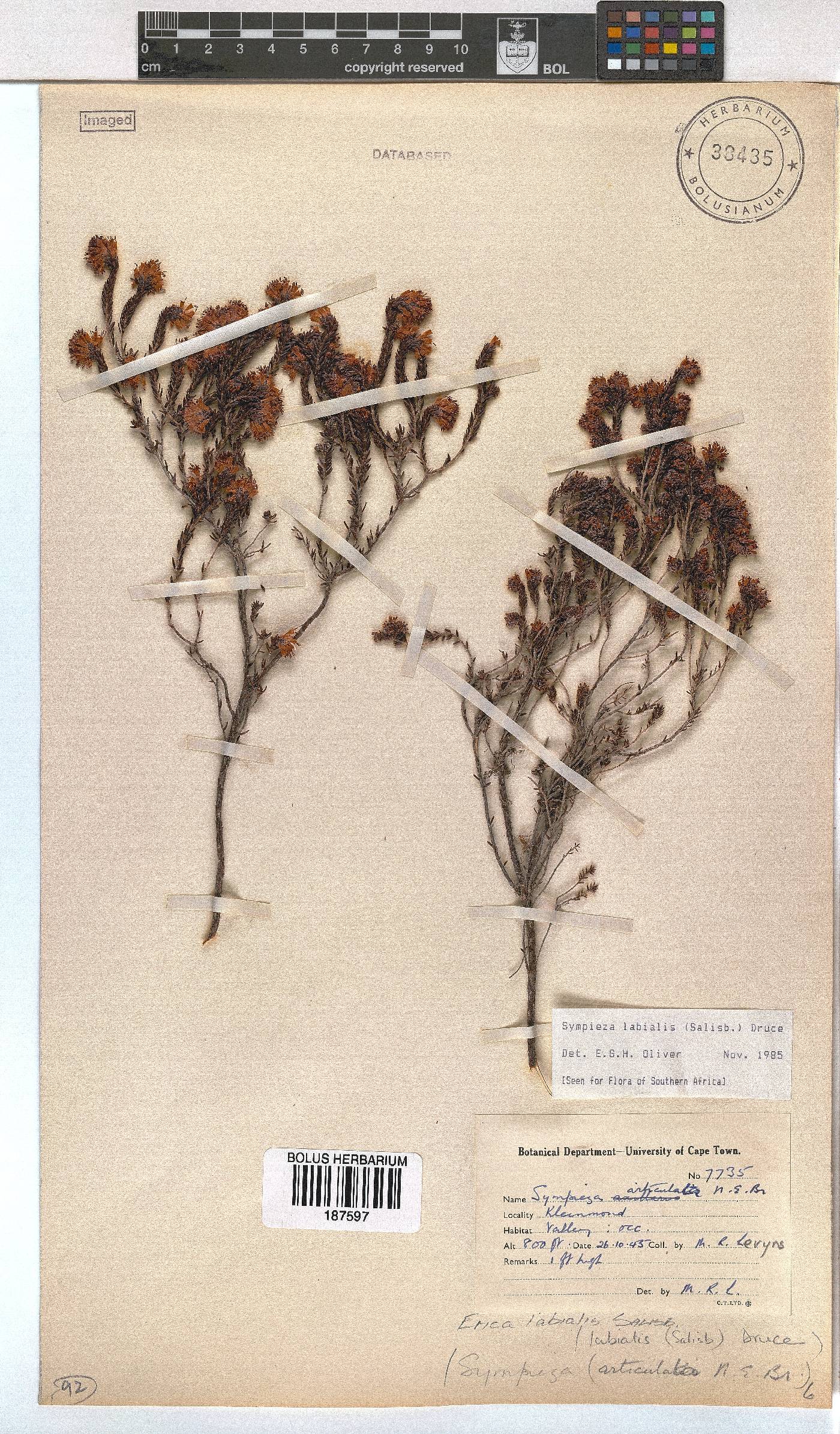 Erica labialis image