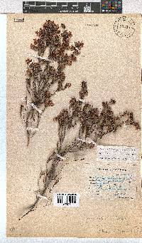 Erica labialis image