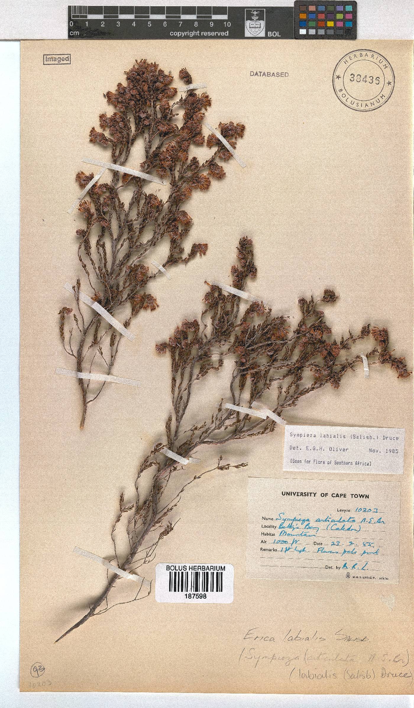 Erica labialis image