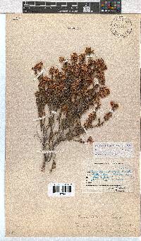 Erica labialis image