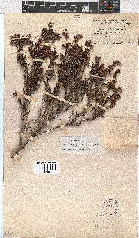 Erica labialis image