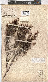 Erica labialis image