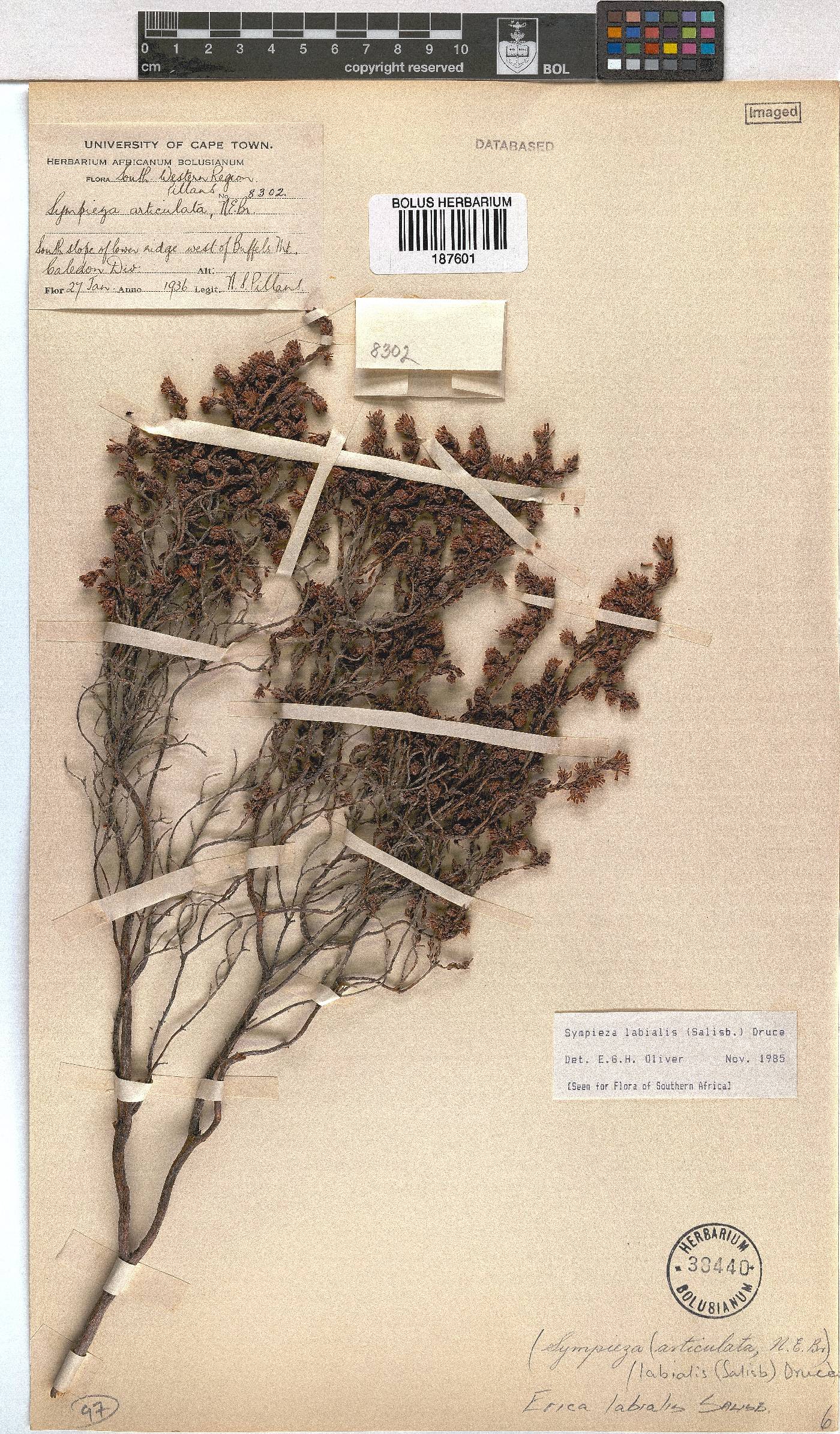 Erica labialis image