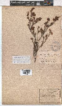 Erica labialis image