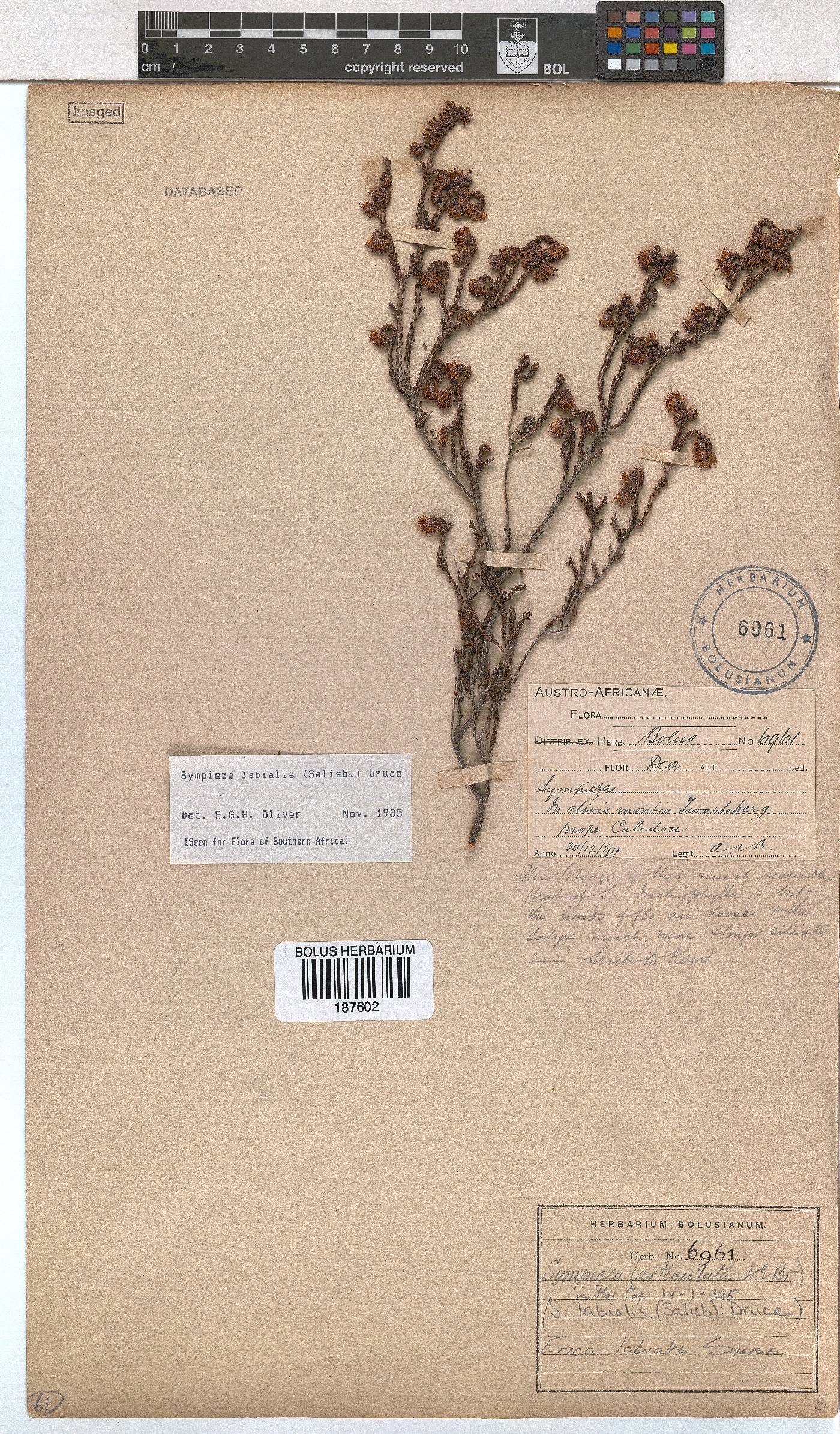 Erica labialis image