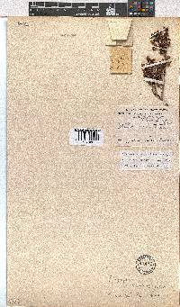 Erica labialis image