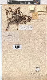 Erica labialis image