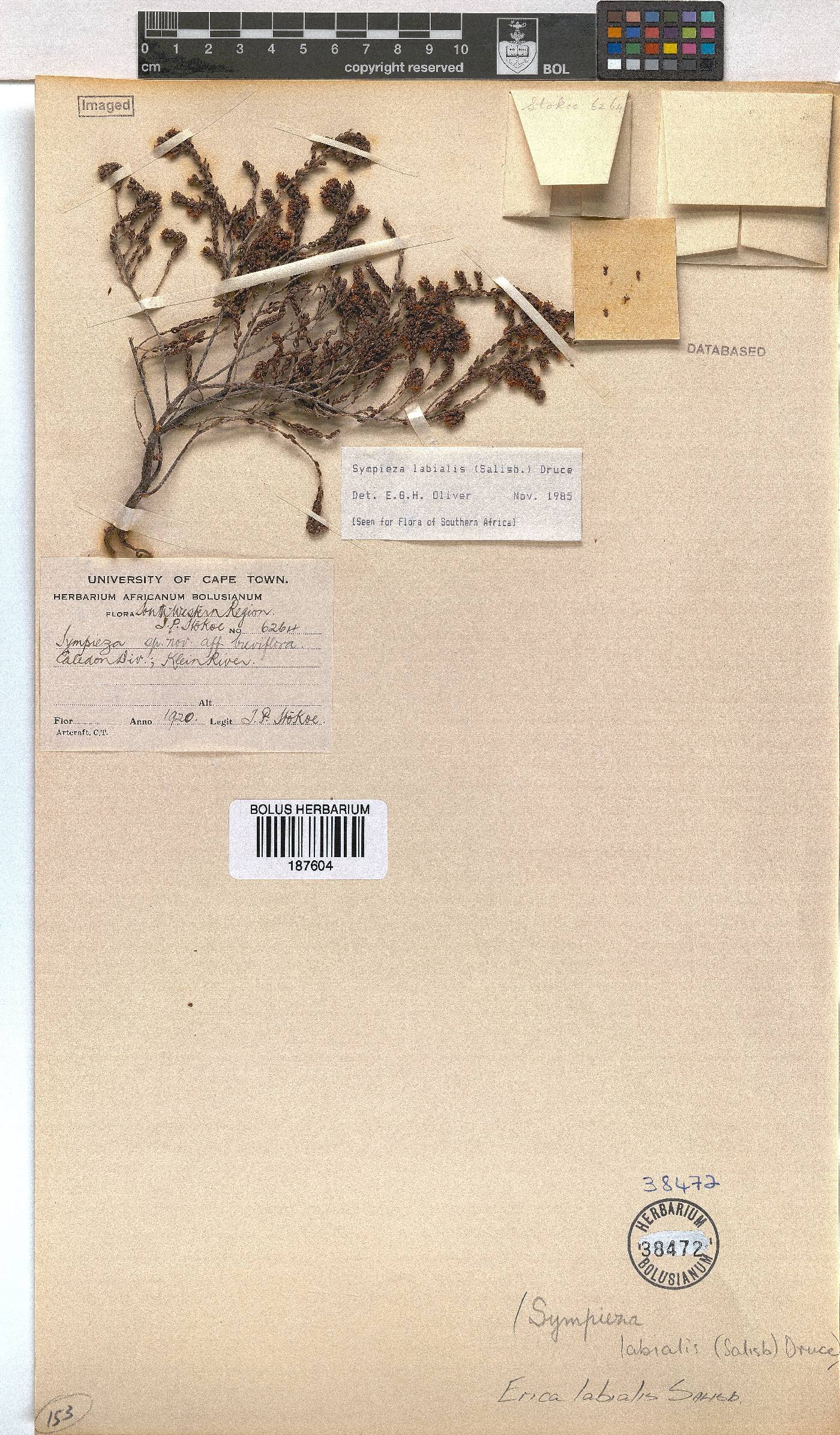 Erica labialis image