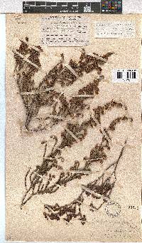 Erica labialis image