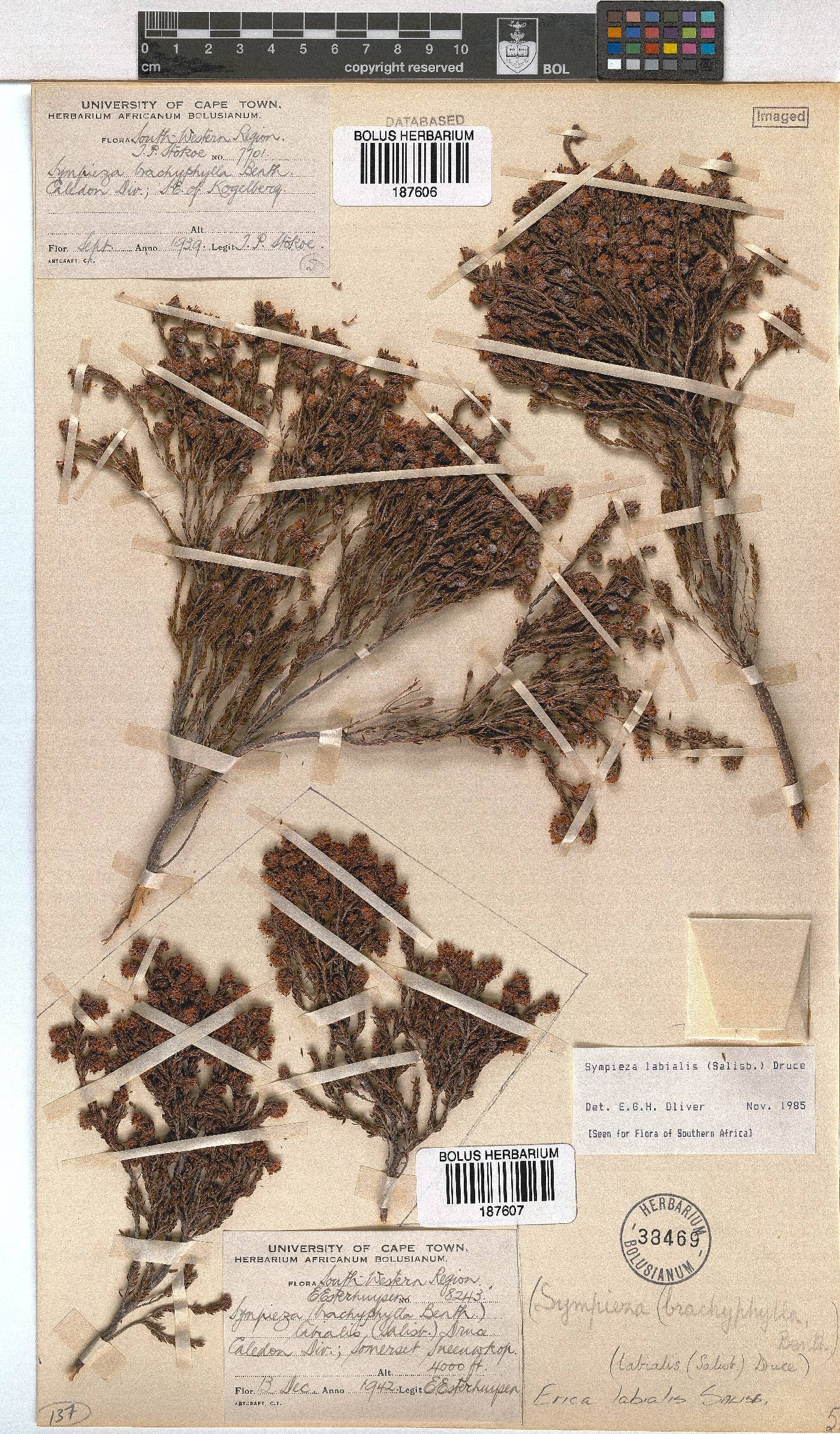 Erica labialis image