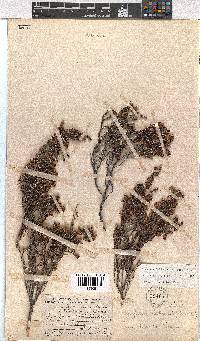 Erica labialis image