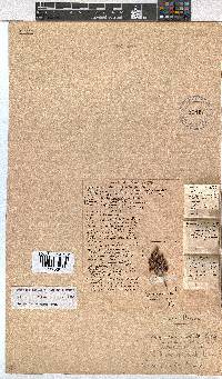 Erica labialis image