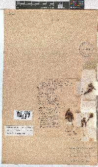 Erica labialis image