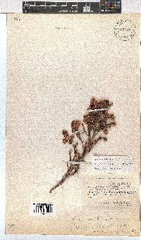 Erica labialis image