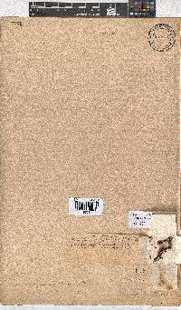 Erica labialis image