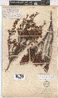 Erica labialis image