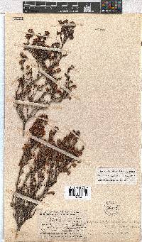 Erica labialis image