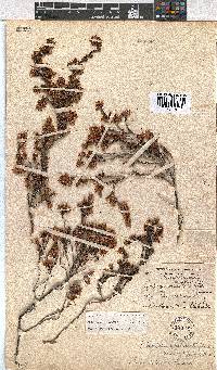 Erica labialis image