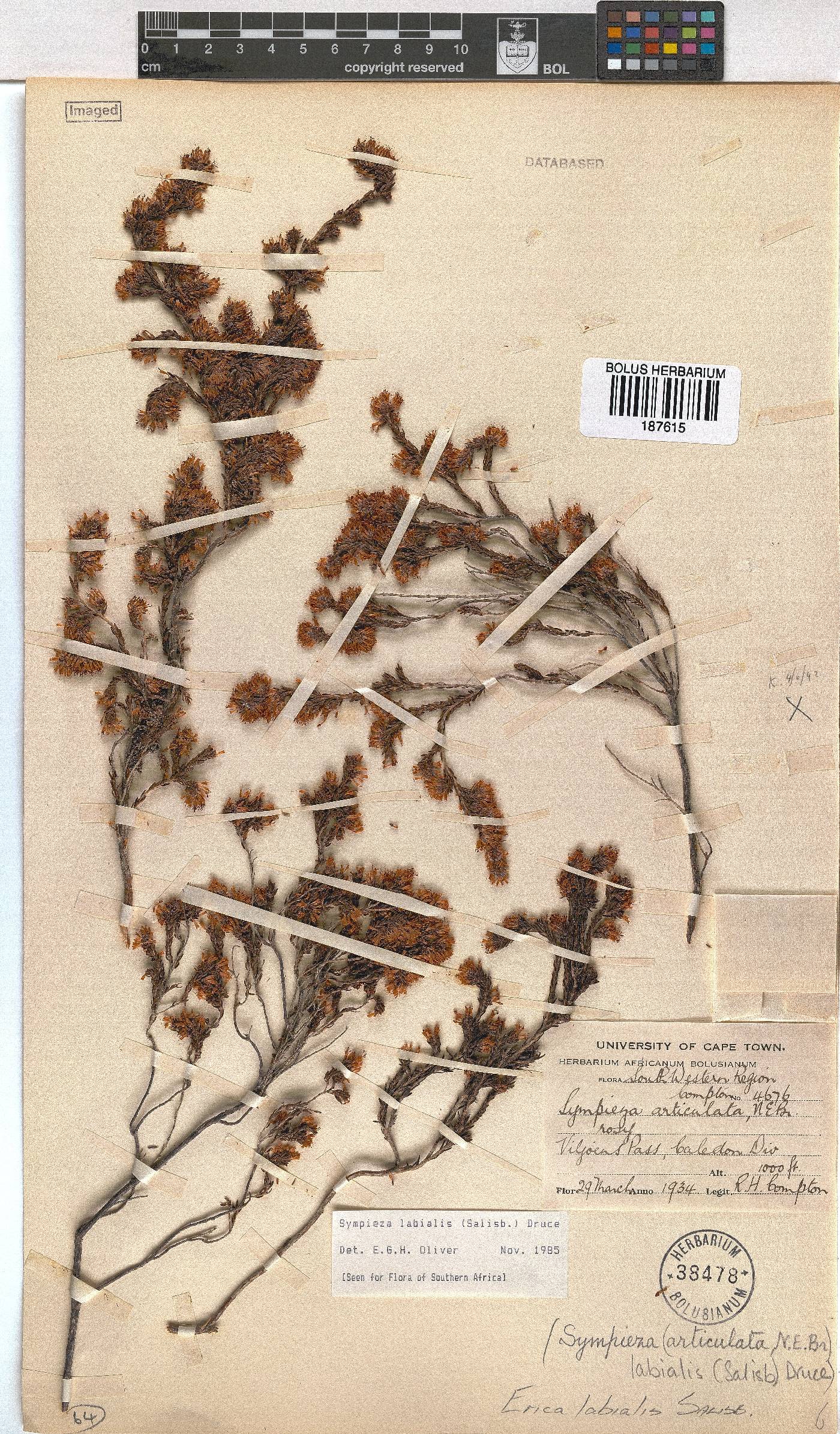 Erica labialis image
