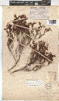 Erica labialis image