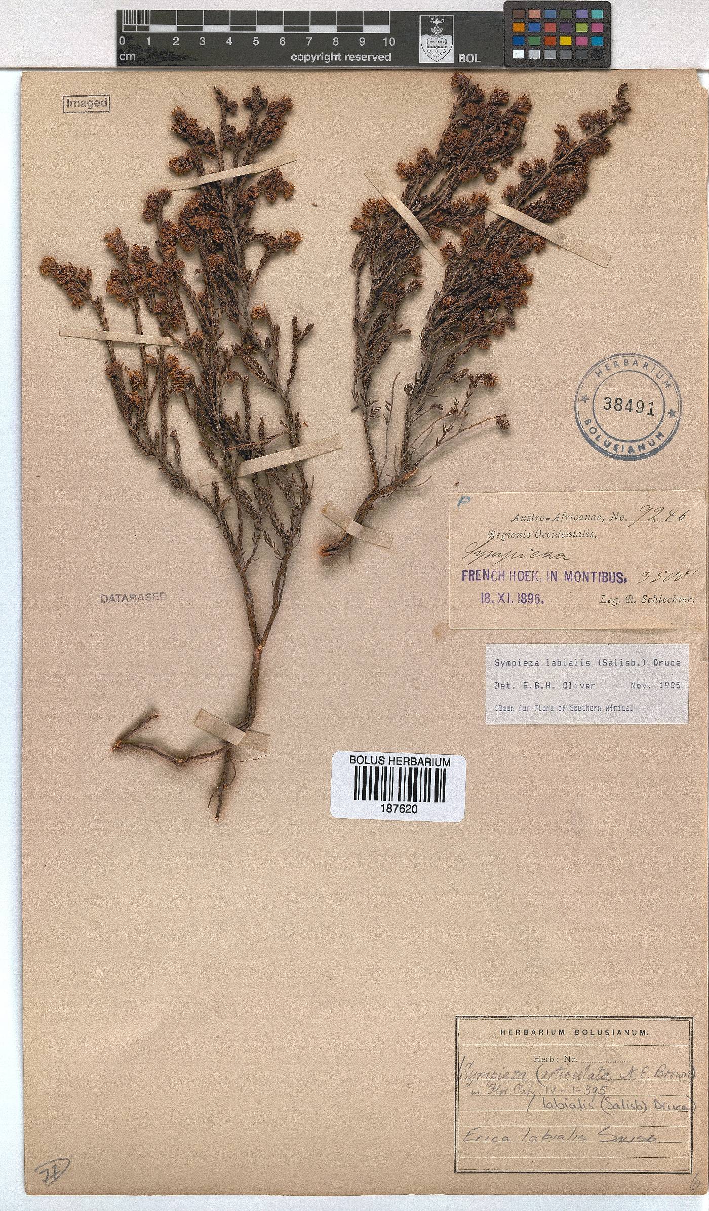 Erica labialis image