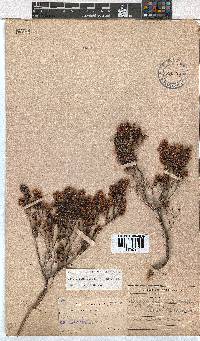 Erica labialis image