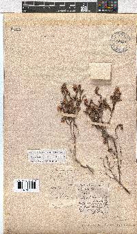 Erica labialis image