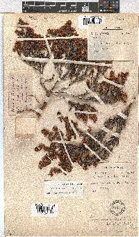 Erica labialis image