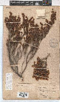 Erica labialis image