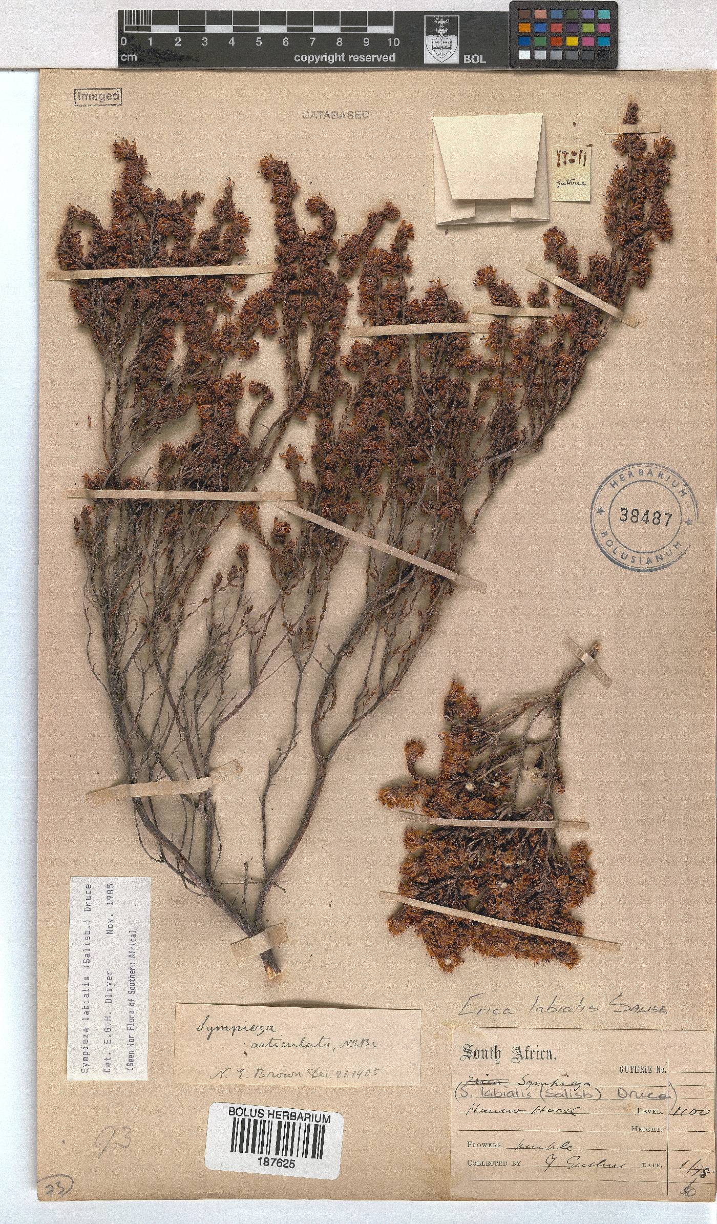 Erica labialis image